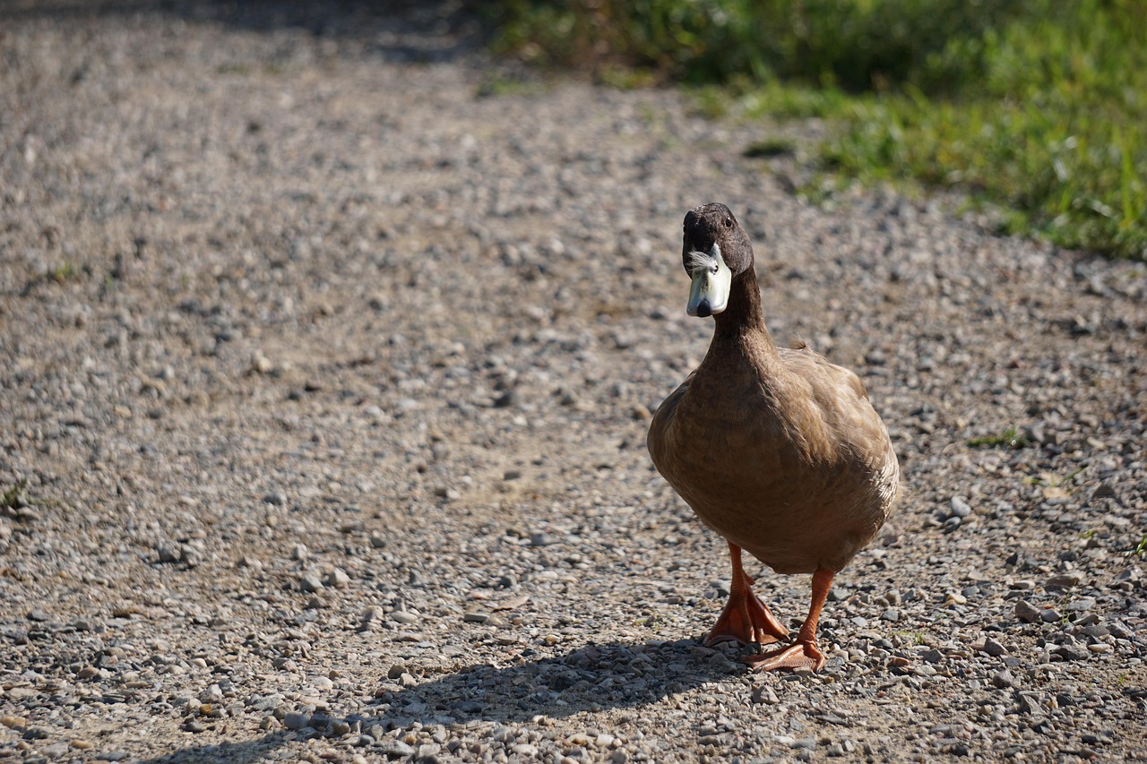 duck walking around
